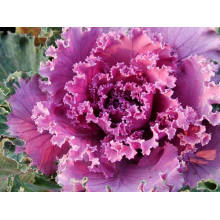 red cabbage on sale small MOQ best cabbage for sour cabbage food price for red cabbage